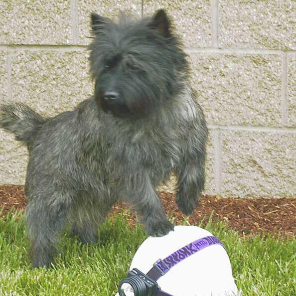 A dark brindle Cairn Terrier stands alertly on his rear legs on grass in front of a stone block wall. His front legs are lifted, one resting on top of a white hard hat fitted with a headlamp.